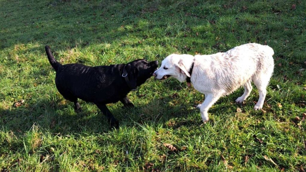 faire une promenade de chiens collective, à Moret Loing et Orvanne, c'est jouer ensemble avec un bâton