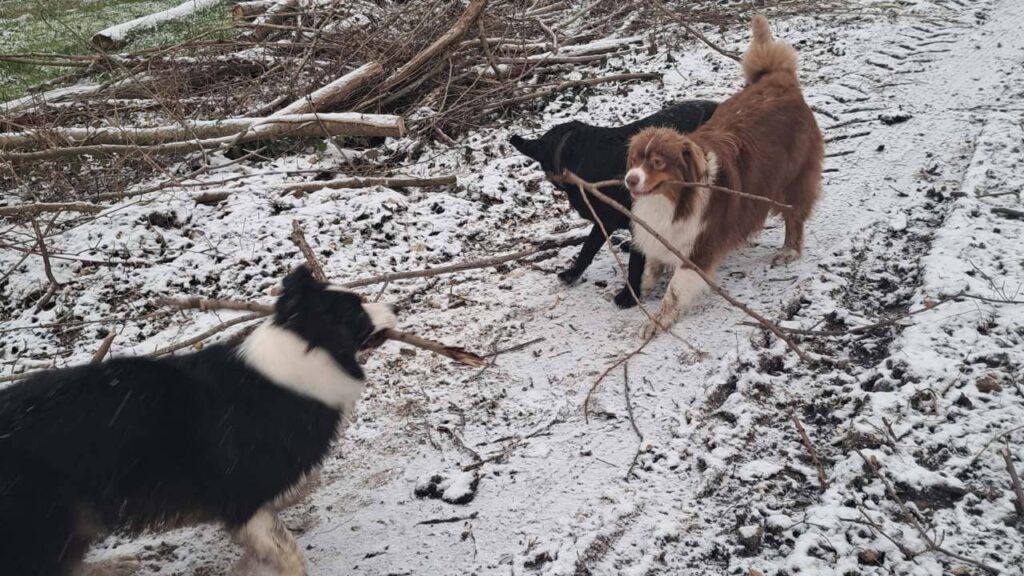 Un chien dans la neige à Orvanne, jeu de bâton