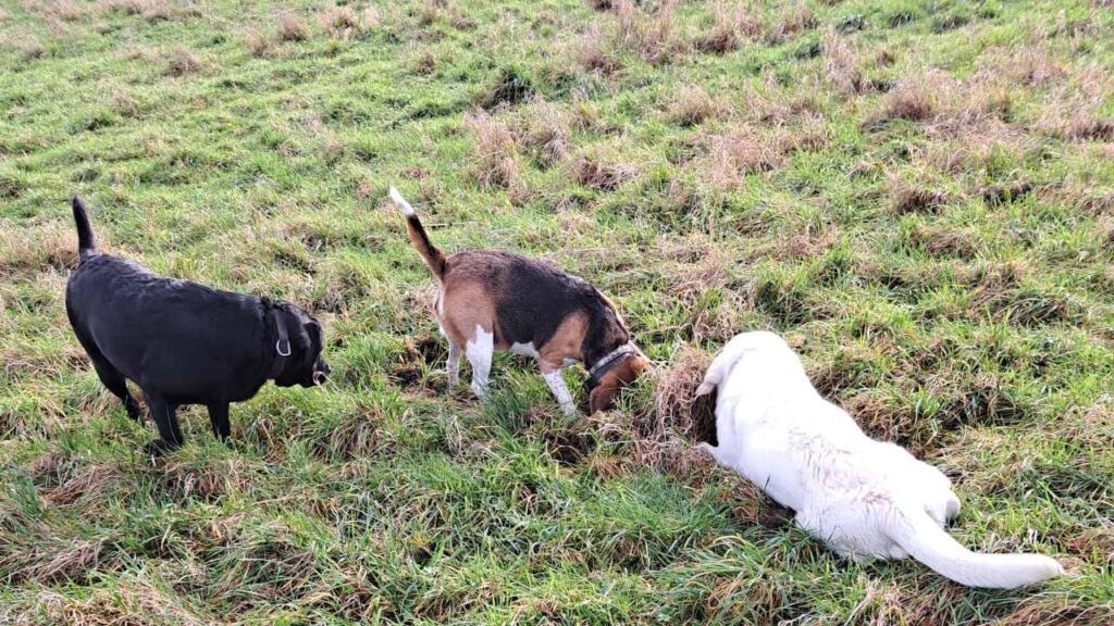 au cours de notre ballade de chiennes en groupe vers Fontainebleau, Ina et Prune poussent Utah à faire comme elles