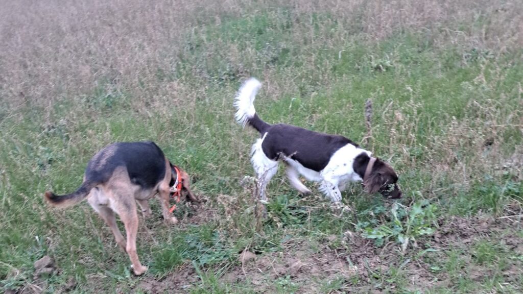 au cours de notre ballade de chiennes en groupe vers Fontainebleau, les chiennes sont sur la piste d'odeurs intéressantes