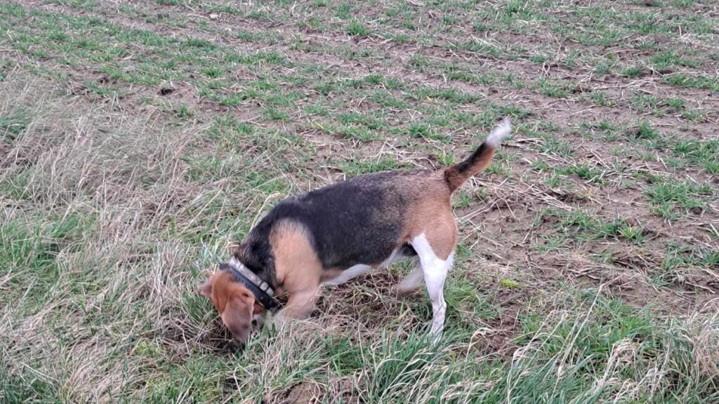 au cours de notre ballade de chiennes en groupe vers Orvanne, Ina creuse