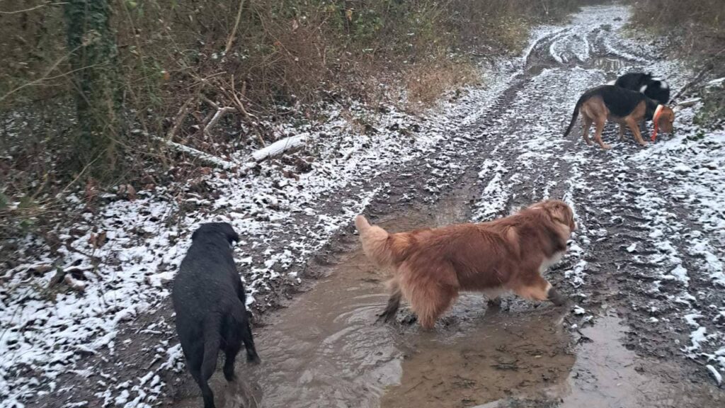 des chiens dans la neige à Orvanne, les chaussettes de boue de Sammy