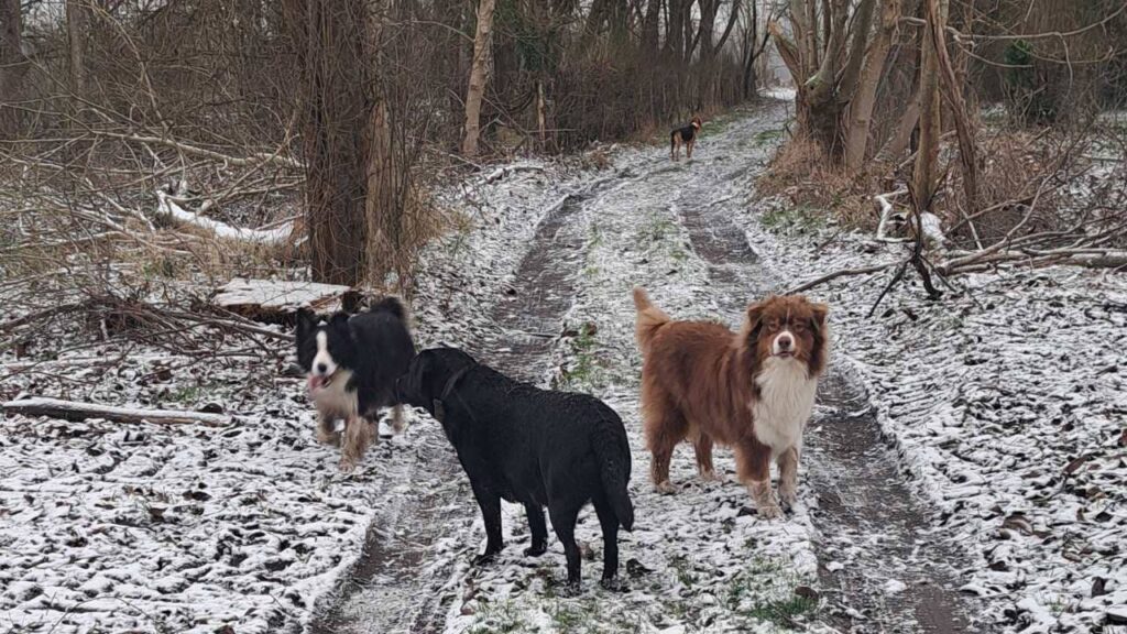 photo de groupe de chiens dans la neige à Orvanne