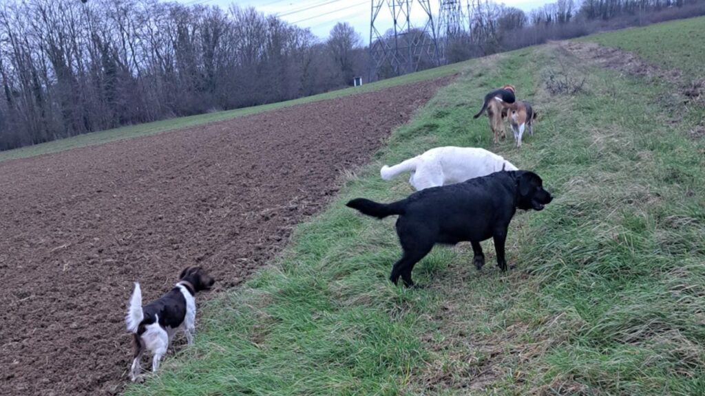 lors de notre ballade de chiennes collective aux environs d'Orvanne, le groupe se rassemble sur le chemin