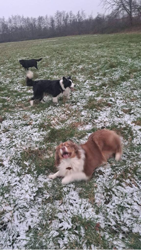 joie des chiens dans la neige à Orvanne