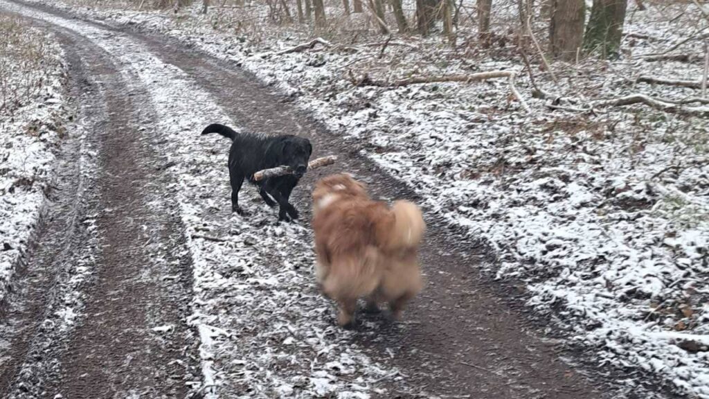 des chiens dans la neige à Orvanne, Sammy et ma Prune se défient pour un autre bâton