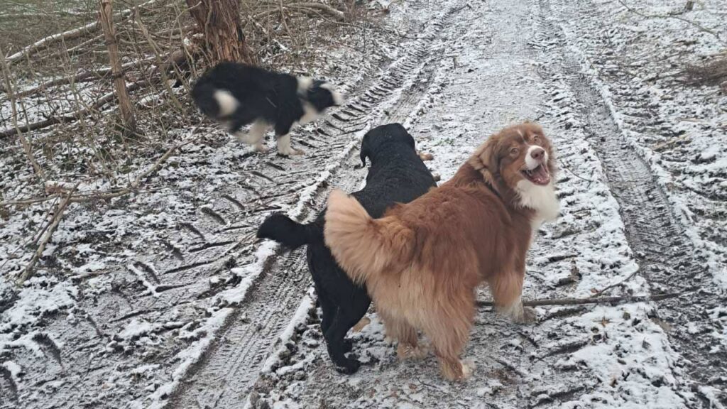 des chiens dans la neige à Orvanne, Sammy et ma Prune se défient pour un bâton encore