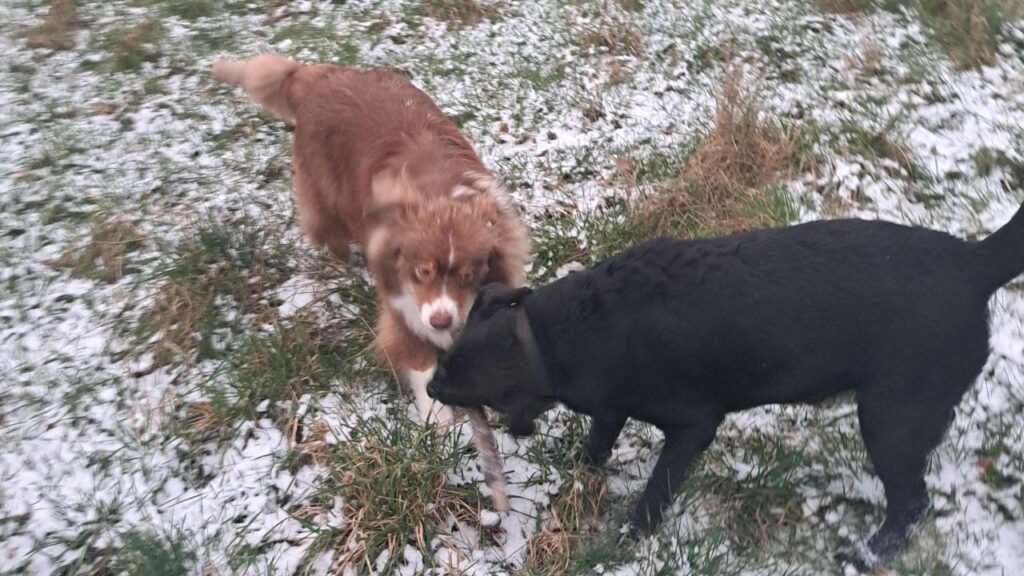 des chiens dans la neige à Orvanne, Sammy et ma Prune se défient pour un autre bâton