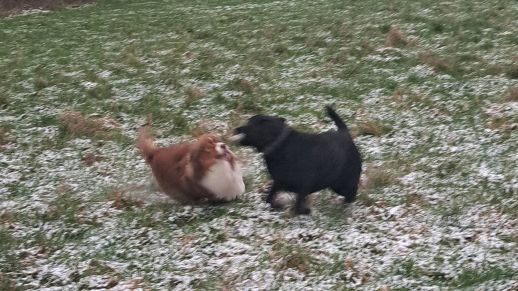 Sammy veut le bâton de ma Prune