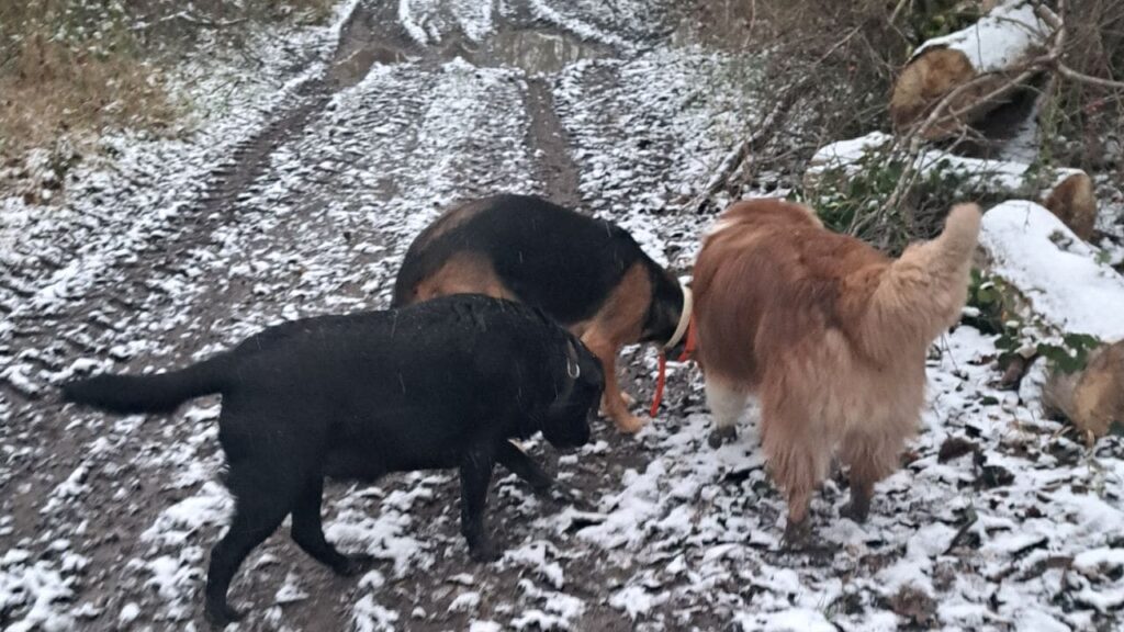 des chiens dans la neige à Orvanne, séance d'olfaction