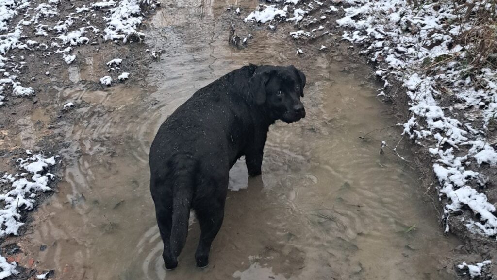 Une chienne dans la neige et la boue à Orvanne, ma Prune