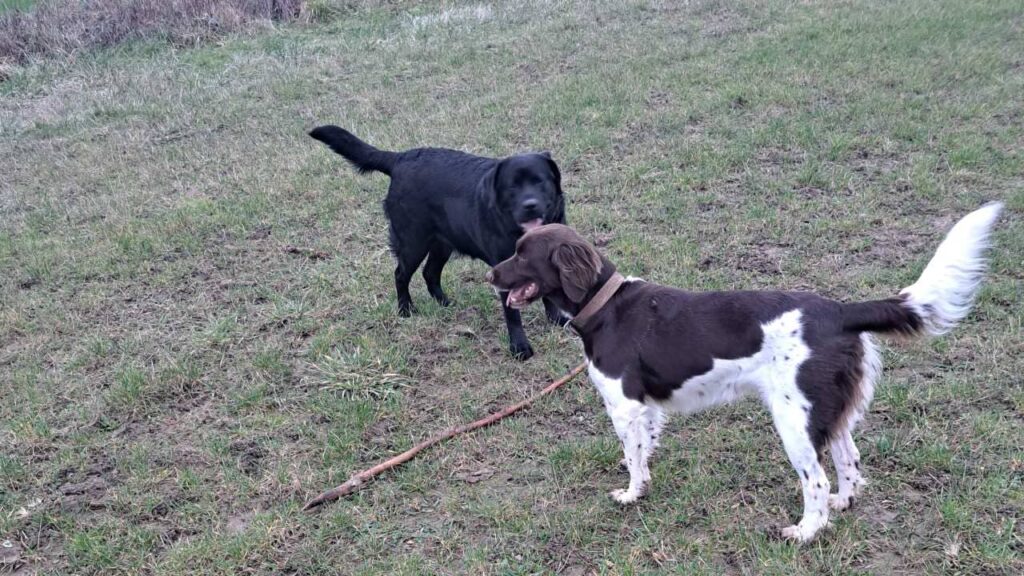 lors de notre ballade de chiennes collective aux environs d'Orvanne, ma Prune et Mila se dispute le bâton avec défiance