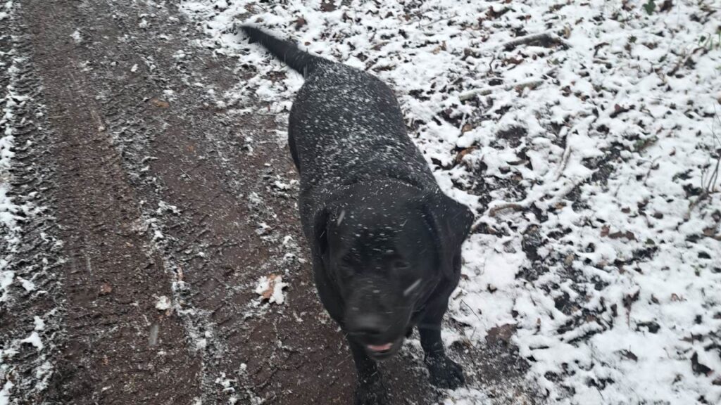 Une chienne dans la neige à Orvanne, ma Prune