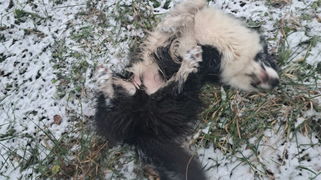 les chiens dans la neige à Orvanne, Snow adore se rouler dans cette poudreuse encore