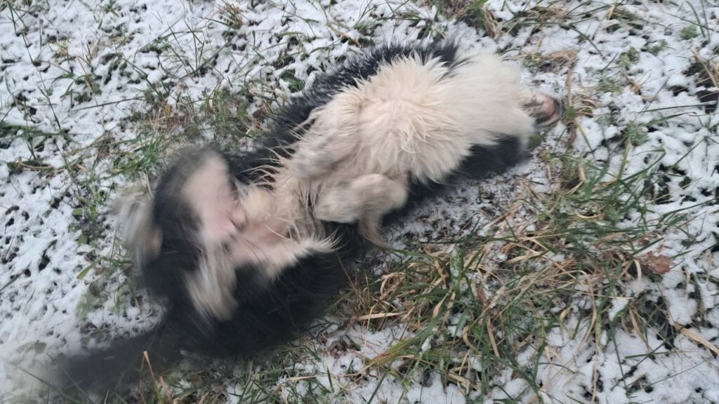 Un chien dans la neige à Orvanne, Snow adore se rouler dans cette poudreuse