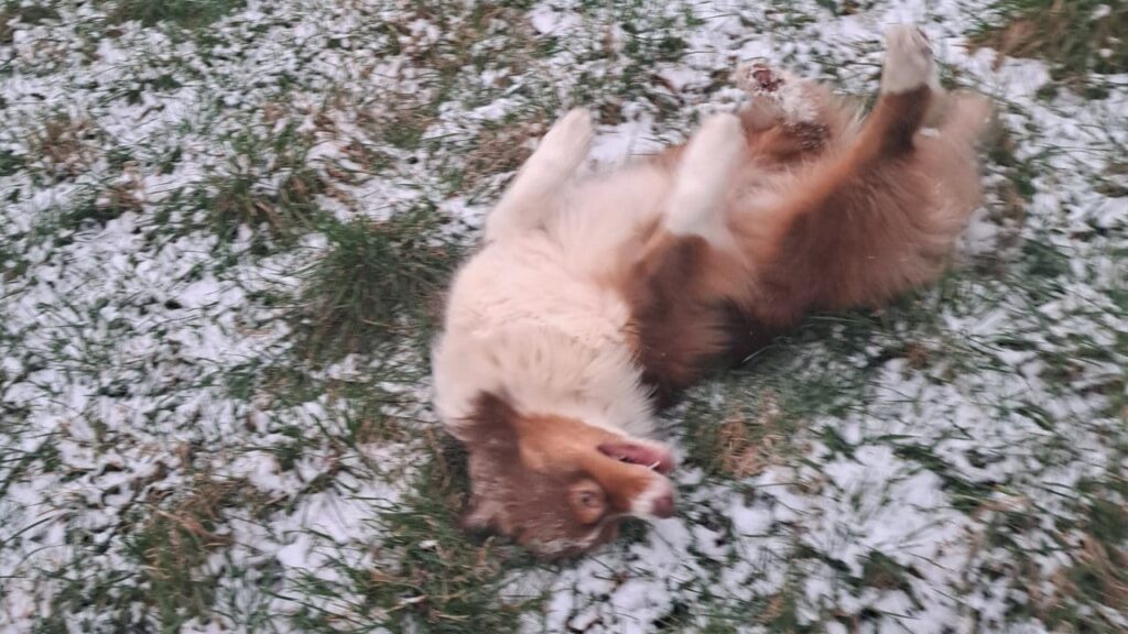 les chiens dans la neige à Orvanne, Sammy adore se rouler dans cette poudreuse