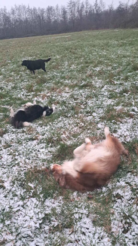 roulade de chiens dans la neige à Orvanne