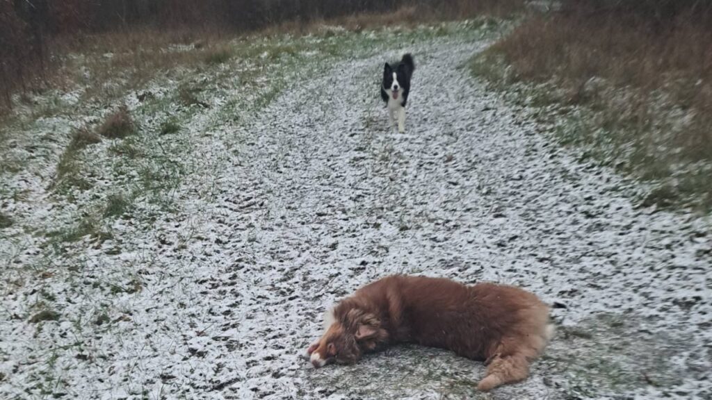 autre roulade de Sammy dans la neige à Orvanne