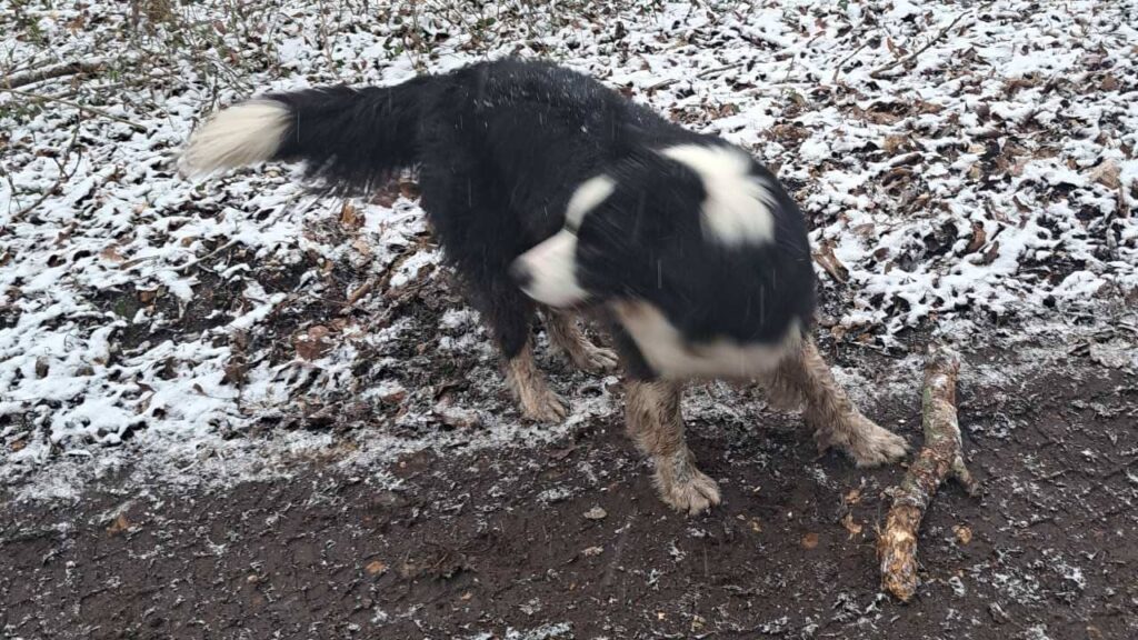 Un chien dans la neige à Orvanne, Snow protège son bâton