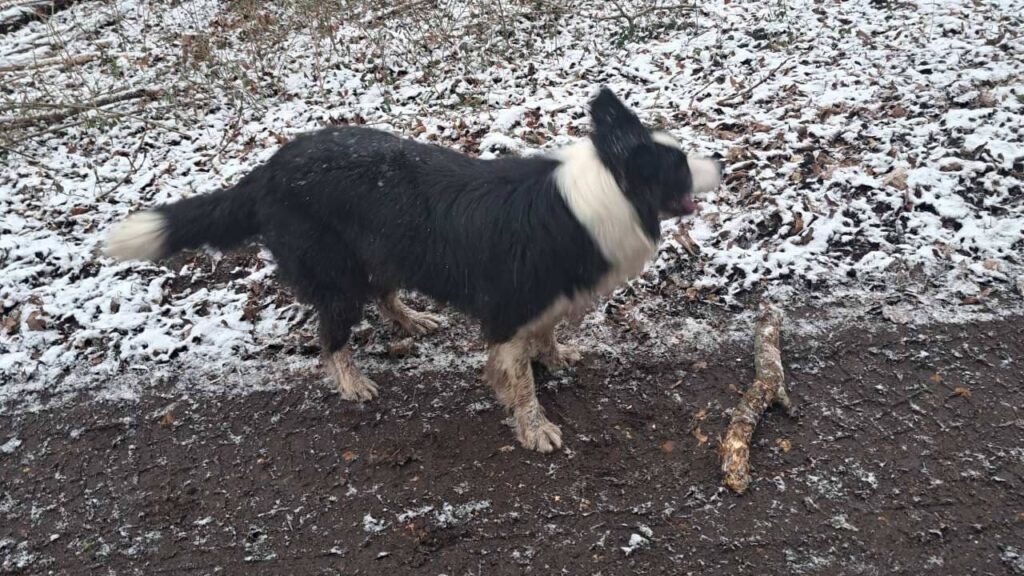 Un chien dans la neige à Orvanne, Snow adore son bâton