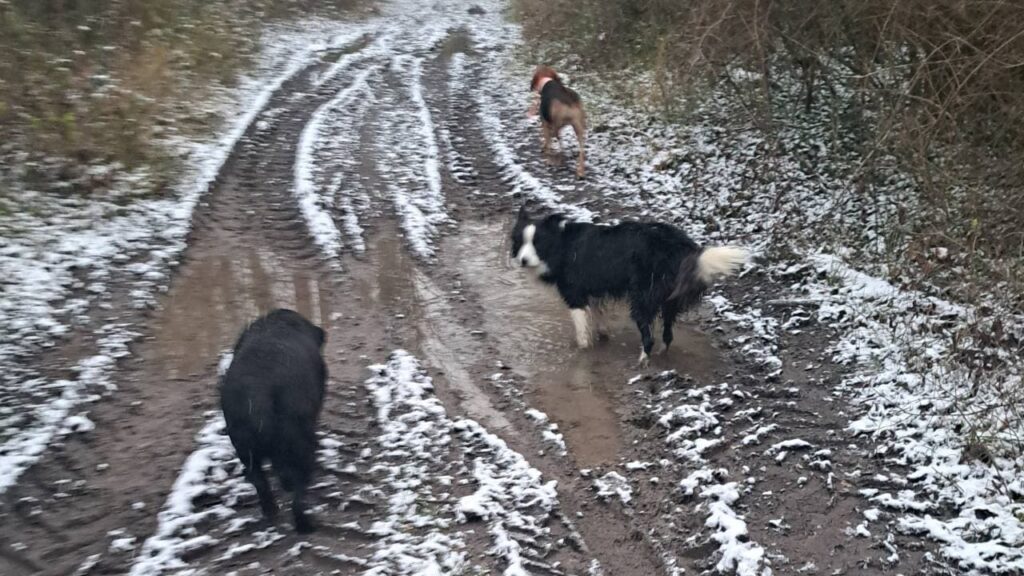 des chiens dans la boue à Orvanne, Snow adore