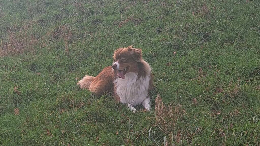 notre ballade de chiens à Moret Loing et Orvanne,, Sammy pose devant la caméra