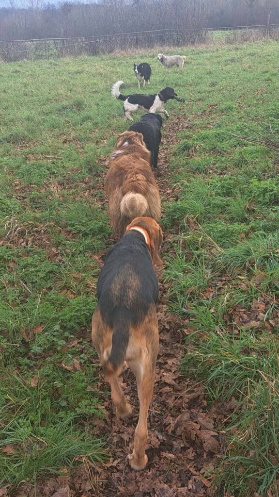 notre promenade de chiens collectives à Moret Loing et Orvanne, les chiens rentrent fatigués et sales et file indienne