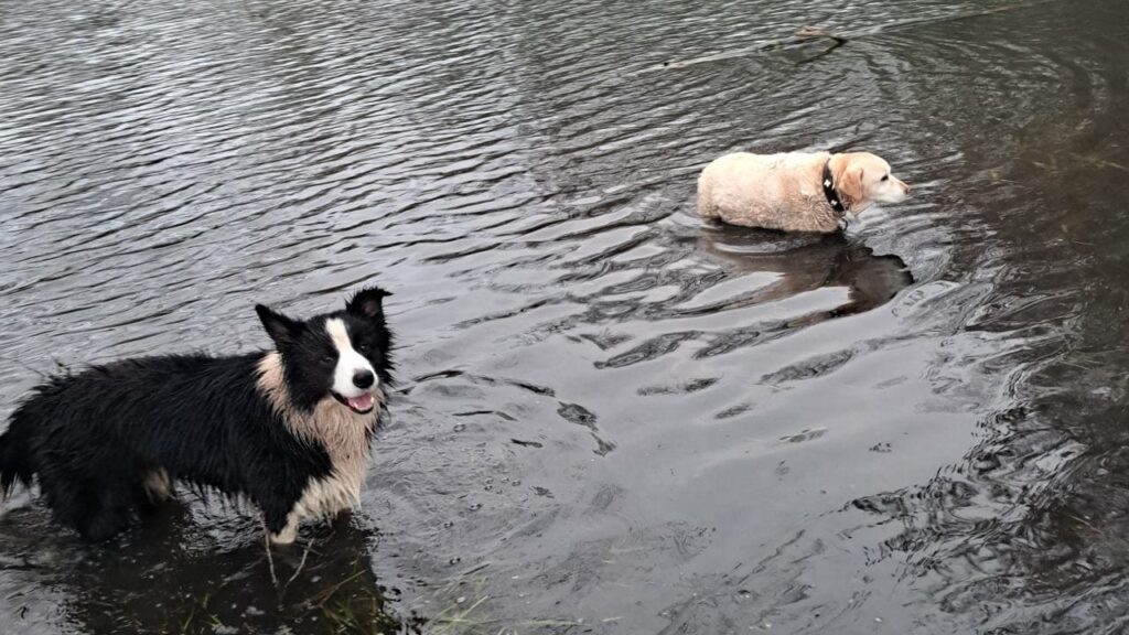 notre ballade de chiens aux environs de Fontainebleau, ma Gala prend un petit bain dans l'étang