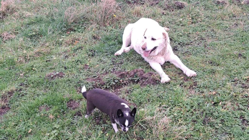 Promener des chiens collectivement aux environs de Fontainebleau - les 8 jeux préférés de mes chiens adorés. mes frileuses sortent