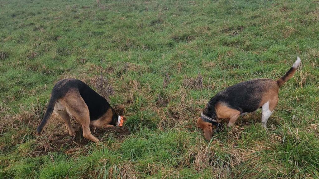 Promener des chiens collectivement aux environs de Fontainebleau - les 8 jeux préférés de mes chiens adorés. creuser