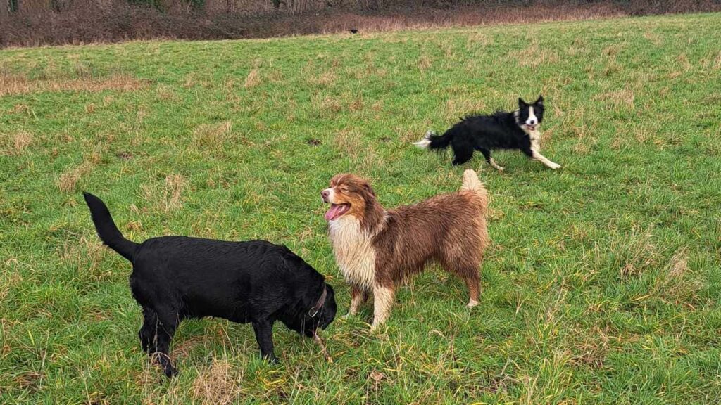 Promener des chiens collectivement aux environs de Fontainebleau - les 8 jeux préférés de mes chiens adorés. Sammy défie ma Prune et Snow