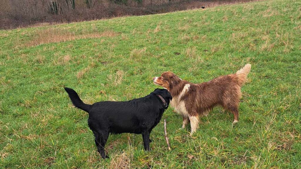 Promener des chiens collectivement aux environs de Fontainebleau - les 8 jeux préférés de mes chiens adorés. Sammy défie ma Prune