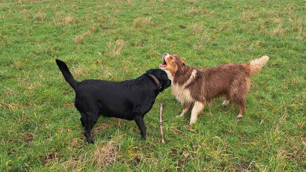 Promener des chiens collectivement aux environs de Fontainebleau - les 8 jeux préférés de mes chiens adorés. Sammy va gagner