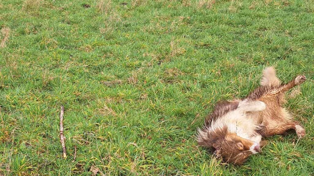 Promener des chiens collectivement aux environs de Fontainebleau - les 8 jeux préférés de mes chiens adorés. Sammy a gagné et se roule pour s'apaiser