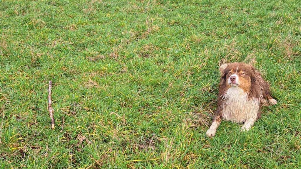 Promener des chiens collectivement aux environs de Fontainebleau - les 8 jeux préférés de mes chiens adorés. Sammy a gagné