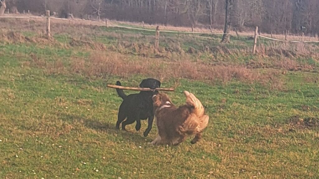 notre ballade de chiens aux environs de Fontainebleau, Ma Prune et Sammy trouvent et se dispute le même bâton