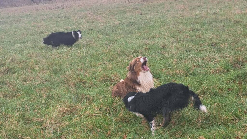 notre ballade de chiens à Moret Loing et Orvanne, dispute entre Sammy et Ulysse, Snow s'en mêle