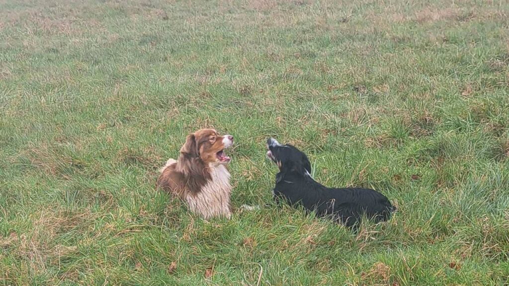 notre promenade de chiens collectives à Moret Loing et Orvanne, dispute entre Sammy et Ulysse