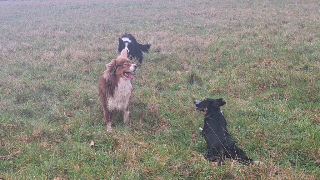 notre ballade de chiens à Moret Loing et Orvanne,, dialogue entre Sammy et Ulysse