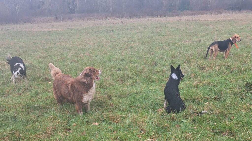 notre ballade de chiens aux environs de Fontainebleau, que regardent ils?