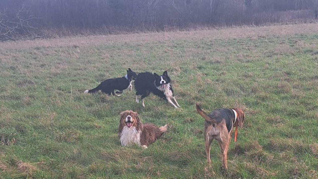 notre ballade de chiens à Moret Loing et Orvanne, Ulysse entre dans le jeu