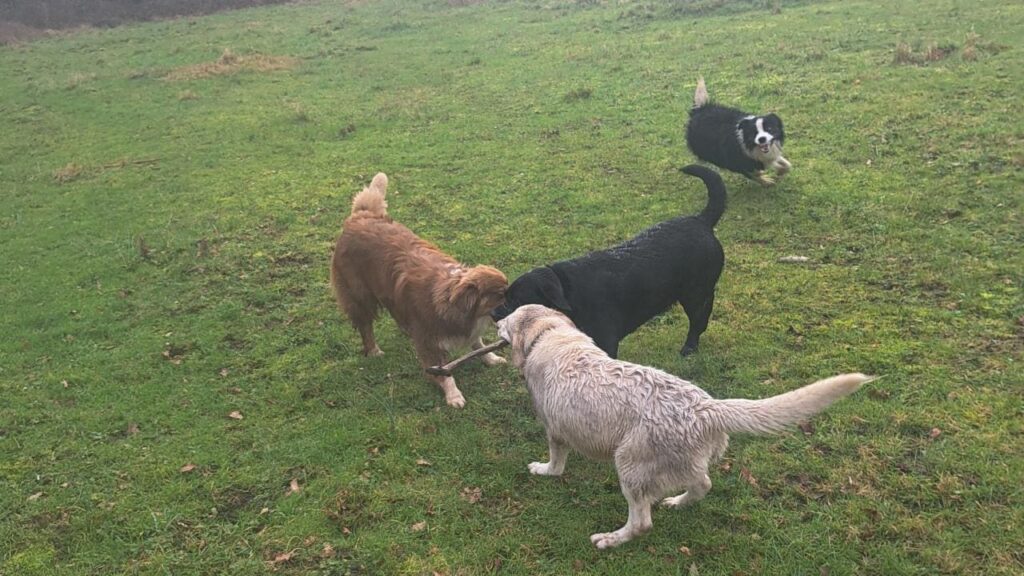 notre promenade de chiens collectives à Moret Loing et Orvanne, duel à trois pour un bâton, Snow tourne avec envie