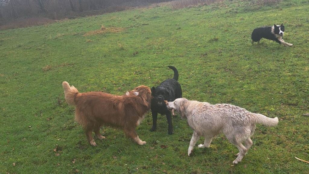 notre ballade de chiens à Moret Loing et Orvanne, duel à trois pour un bâton qui continue, Snow veille