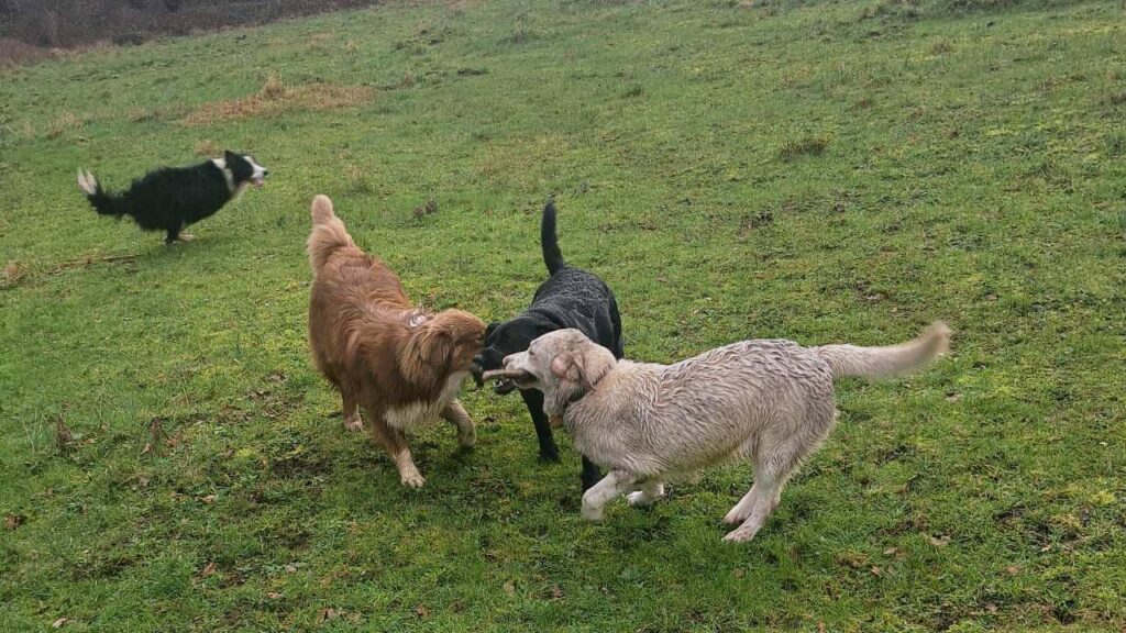 notre ballade de chiens aux environs de Fontainebleau, duel à trois pour un bâton qui continue