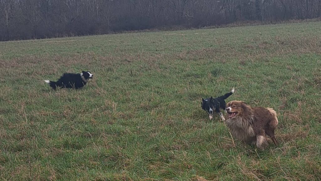 Promener des chiens collectivement aux environs de Fontainebleau - les 8 jeux préférés de mes chiens adorés. Ulysse se joint à nous courir avec sammy