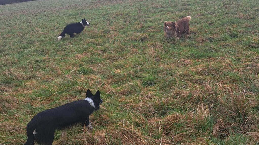 Promener des chiens collectivement aux environs de Moret - les 8 jeux préférés de mes chiens adorés. Ulysse se joint à nous pour vaincre Sammy