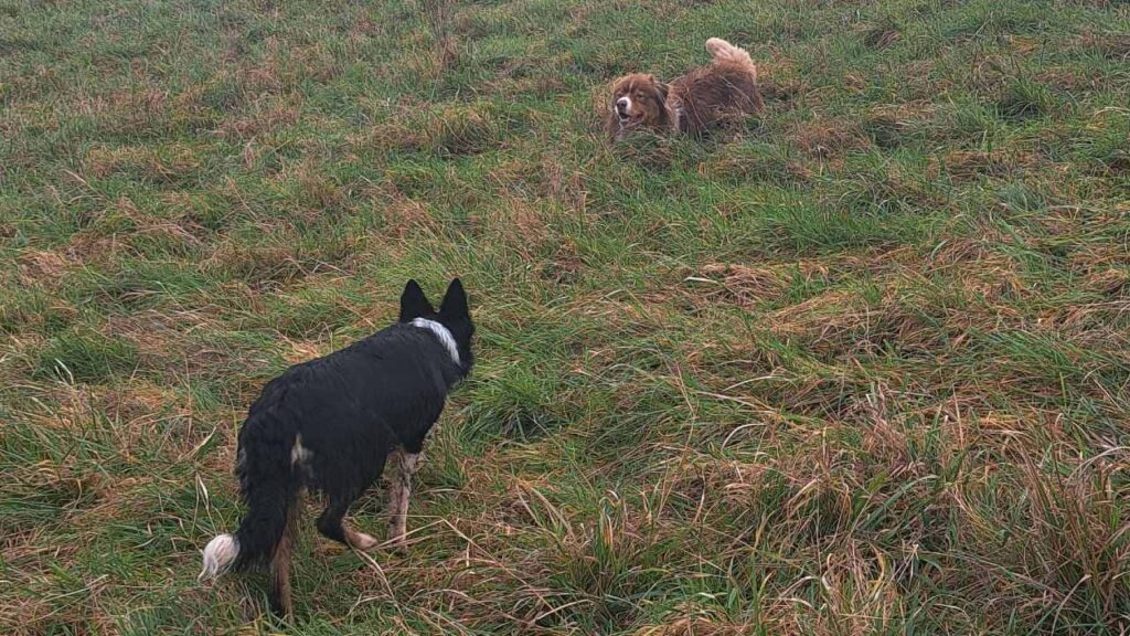 Promener des chiens collectivement aux environs de Orvanne- les 8 jeux préférés de mes chiens adorés. Ulysse se joint à nous pour affronter Sammy