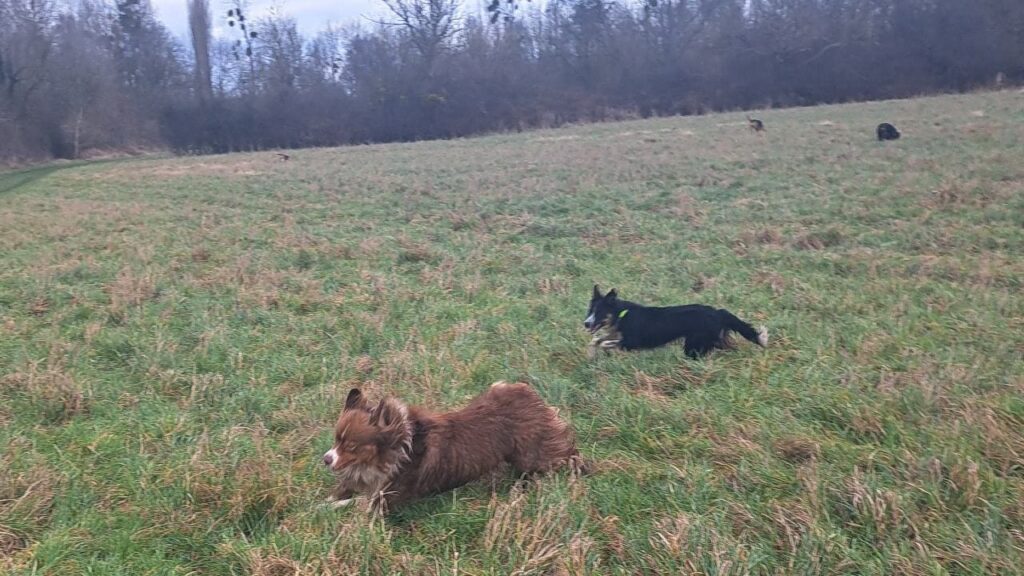 Promener des chiens collectivement aux environs de Orvanne- les 8 jeux préférés de mes chiens adorés. Ulysse se joint à nous pour courir