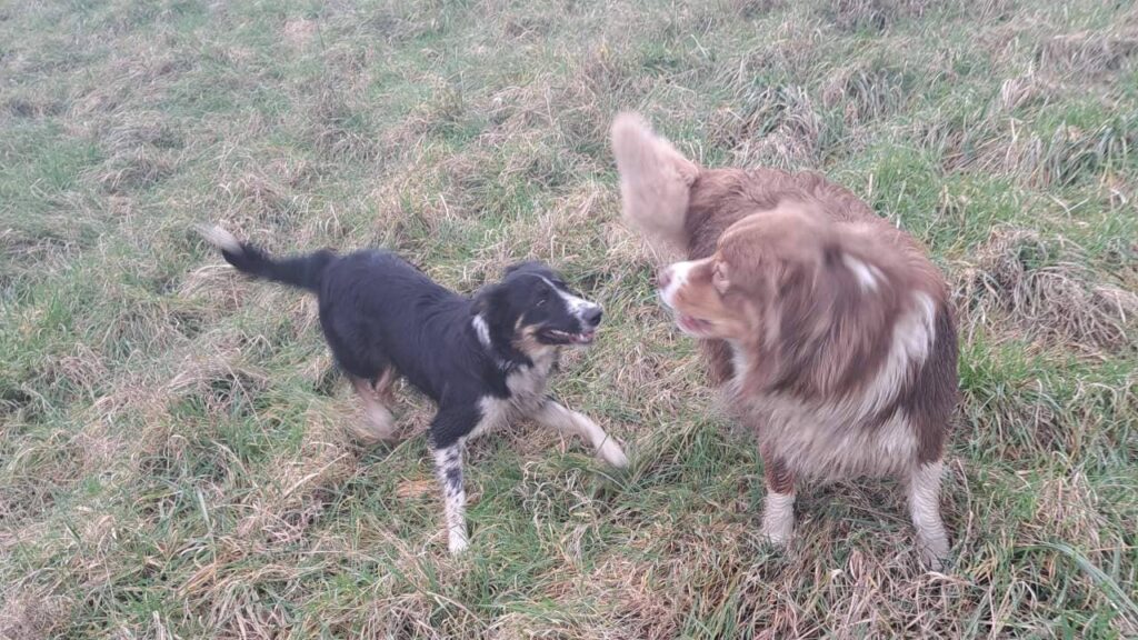 Promener des chiens collectivement aux environs de Fontainebleau - les 8 jeux préférés de mes chiens adorés. Ulysse se joint à nous pour jouer