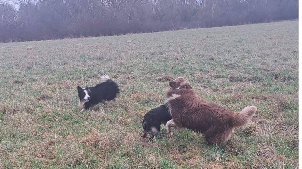 Promener des chiens collectivement aux environs de Fontainebleau - les 8 jeux préférés de mes chiens adorés. Ulysse se joint à nous et joue